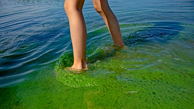 green-algae