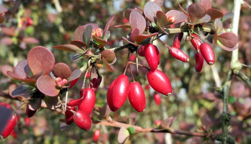 berberine2