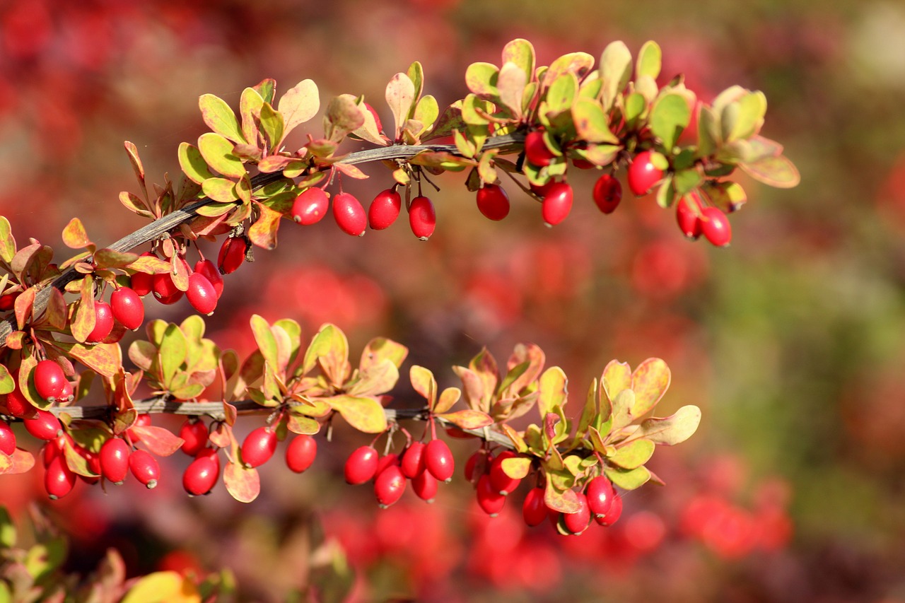 berberine4